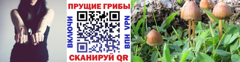 Псилоцибиновые грибы Psilocybine cubensis  Купить где  Кировград 